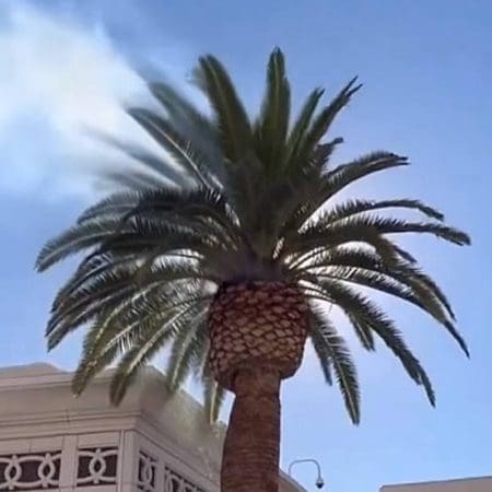 VEGAS MYTHS BUSTED: Trees Can Spontaneously Combust in Strip Heat