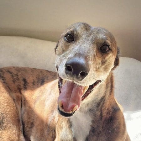 New Zealand to Ban Greyhound Racing